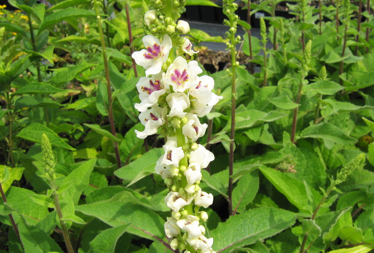 Divizna černá 'Album' - Verbascum nigrum 'Album'