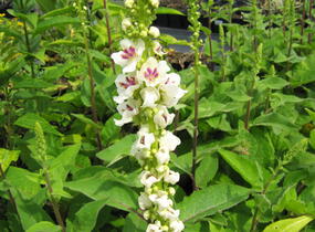 Divizna černá 'Album' - Verbascum nigrum 'Album'