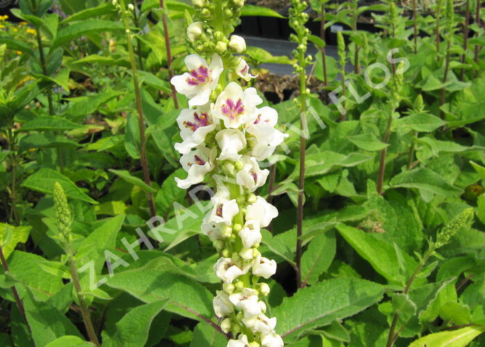 Divizna černá 'Album' - Verbascum nigrum 'Album'