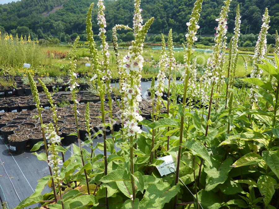Divizna černá 'Album' - Verbascum nigrum 'Album'