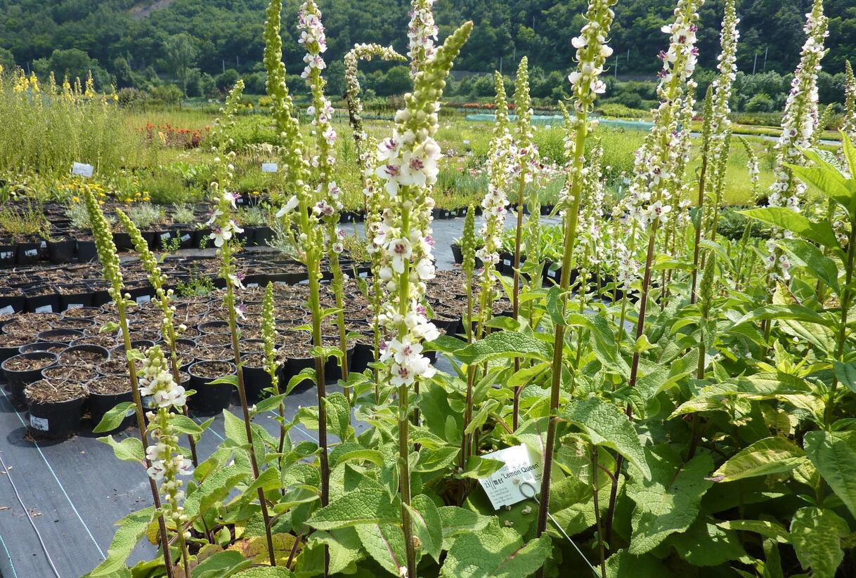 Divizna černá 'Album' - Verbascum nigrum 'Album'