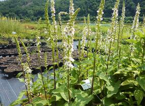 Divizna černá 'Album' - Verbascum nigrum 'Album'