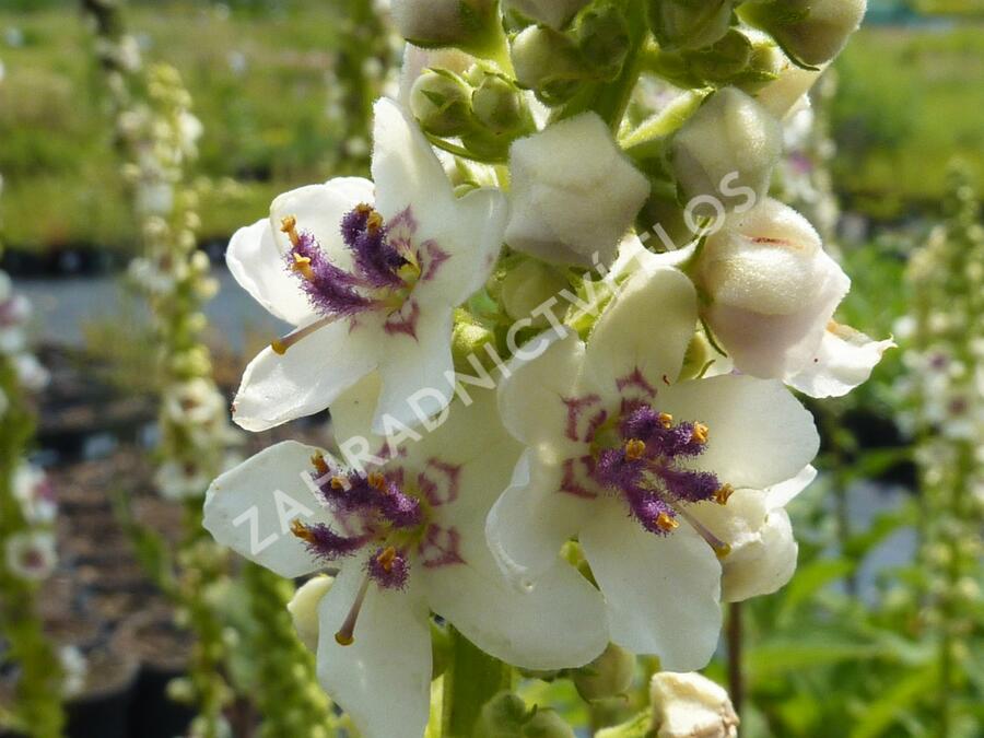 Divizna černá 'Album' - Verbascum nigrum 'Album'