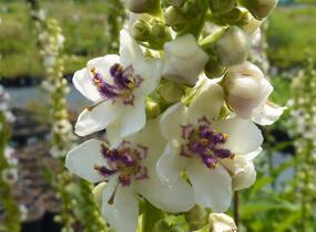 Divizna černá 'Album' - Verbascum nigrum 'Album'