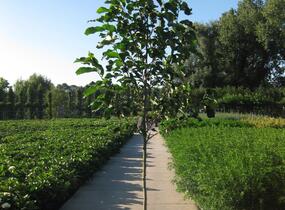 Šácholan 'Spectrum' - Magnolia 'Spectrum'