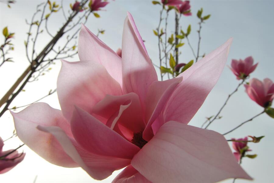 Šácholan 'Spectrum' - Magnolia 'Spectrum'