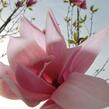 Šácholan 'Spectrum' - Magnolia 'Spectrum'