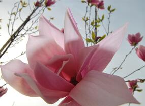 Šácholan 'Spectrum' - Magnolia 'Spectrum'