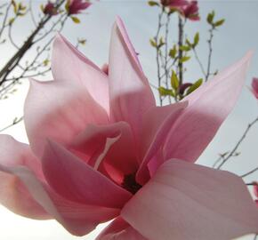 Šácholan 'Spectrum'