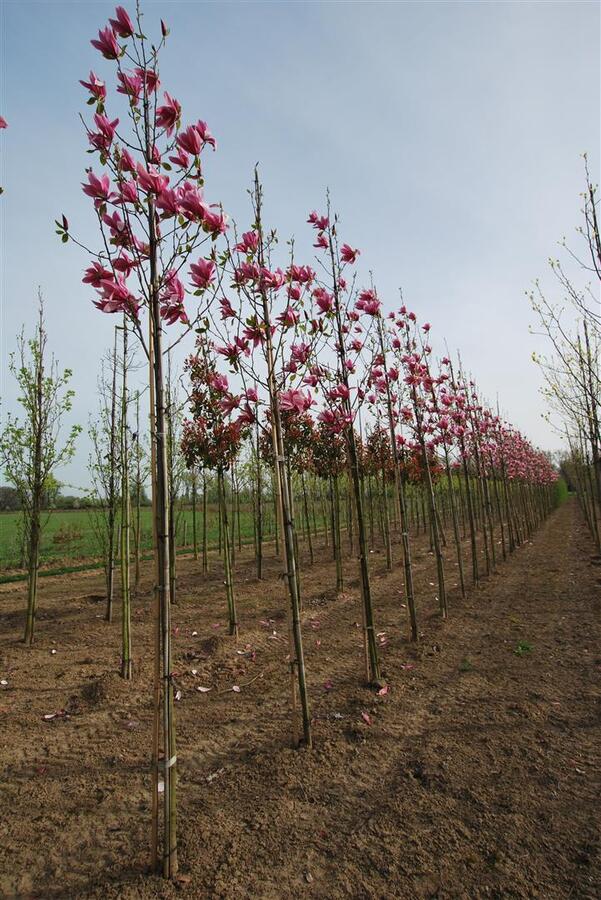 Šácholan 'Spectrum' - Magnolia 'Spectrum'