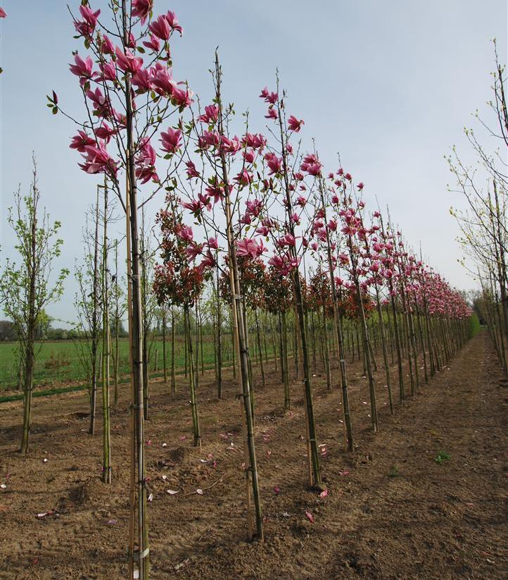 Šácholan 'Spectrum' - Magnolia 'Spectrum'