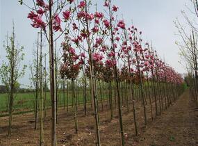 Šácholan 'Spectrum' - Magnolia 'Spectrum'