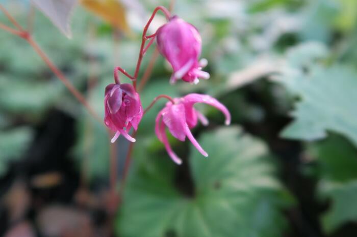 Škornice velkokvětá 'Rose Queen' - Epimedium grandiflorum 'Rose Queen'