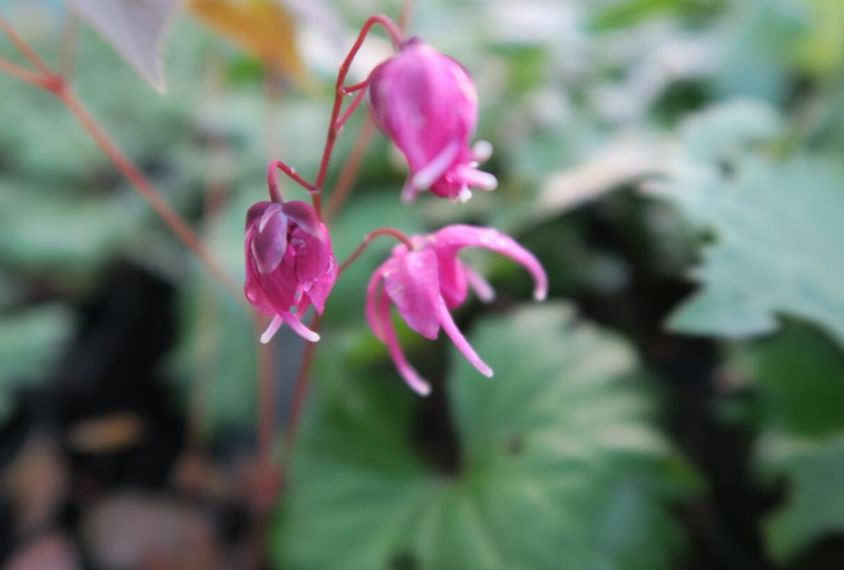 Škornice velkokvětá 'Rose Queen' - Epimedium grandiflorum 'Rose Queen'