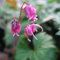 Škornice velkokvětá 'Rose Queen' - Epimedium grandiflorum 'Rose Queen'