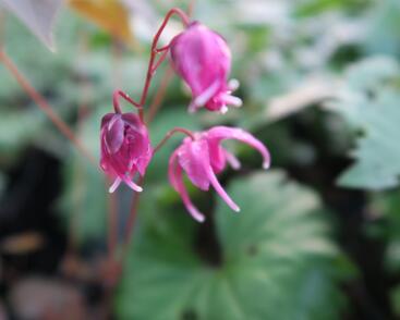 Škornice velkokvětá 'Rose Queen'