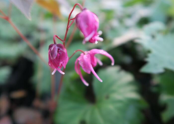 Škornice velkokvětá 'Rose Queen' - Epimedium grandiflorum 'Rose Queen'