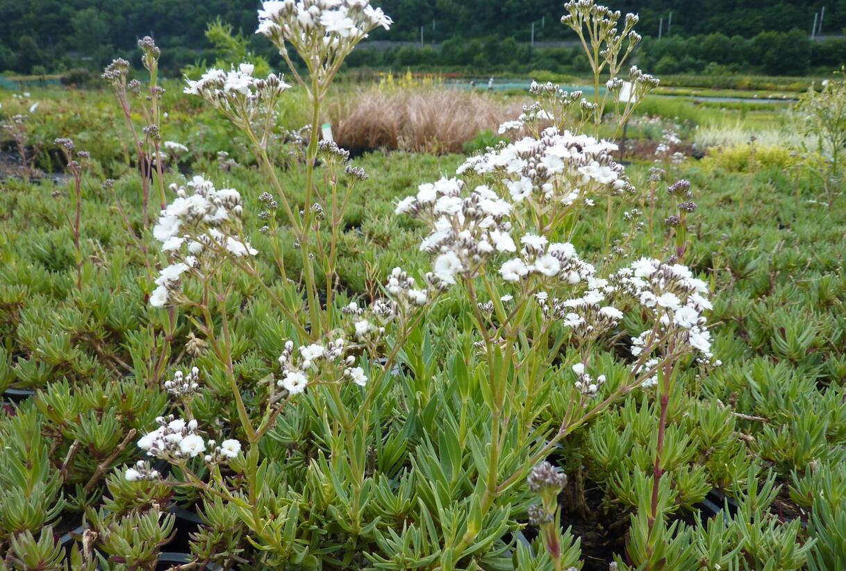 Šater latnatý 'Festival Star' - Gypsophila paniculata 'Festival Star'