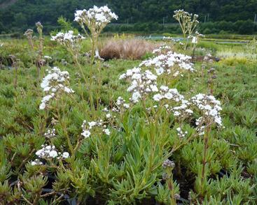 Šater latnatý 'Festival Star'