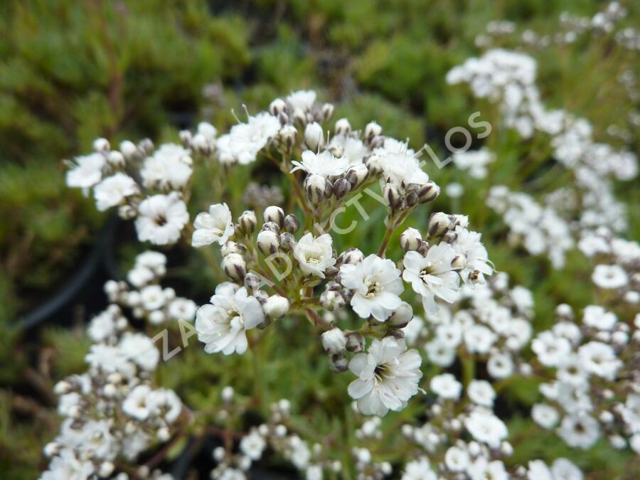 Šater latnatý 'Festival Star' - Gypsophila paniculata 'Festival Star'