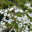Šater latnatý 'Festival Star' - Gypsophila paniculata 'Festival Star'