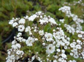 Šater latnatý 'Festival Star' - Gypsophila paniculata 'Festival Star'