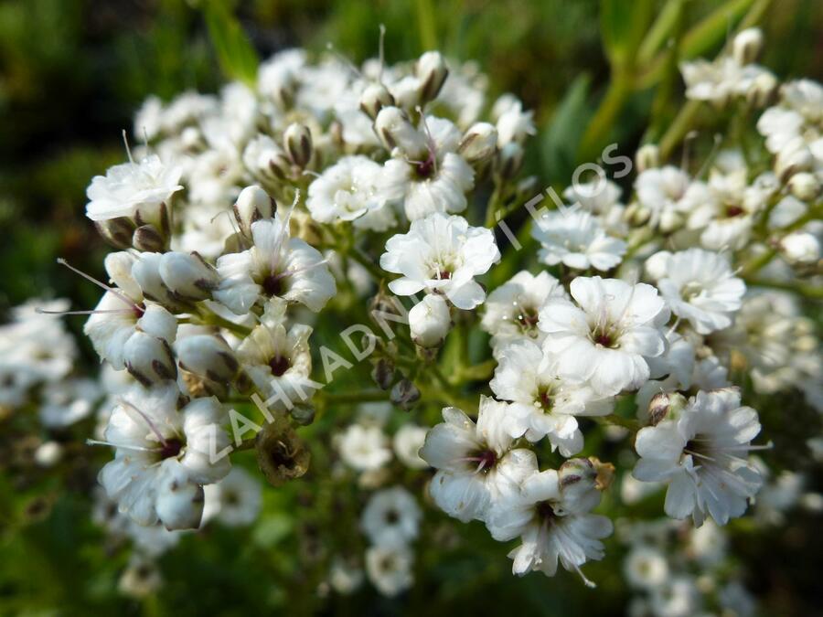 Šater latnatý 'Festival Star' - Gypsophila paniculata 'Festival Star'