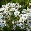 Šater latnatý 'Festival Star' - Gypsophila paniculata 'Festival Star'