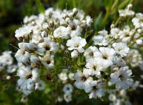Šater latnatý 'Festival Star' - Gypsophila paniculata 'Festival Star'