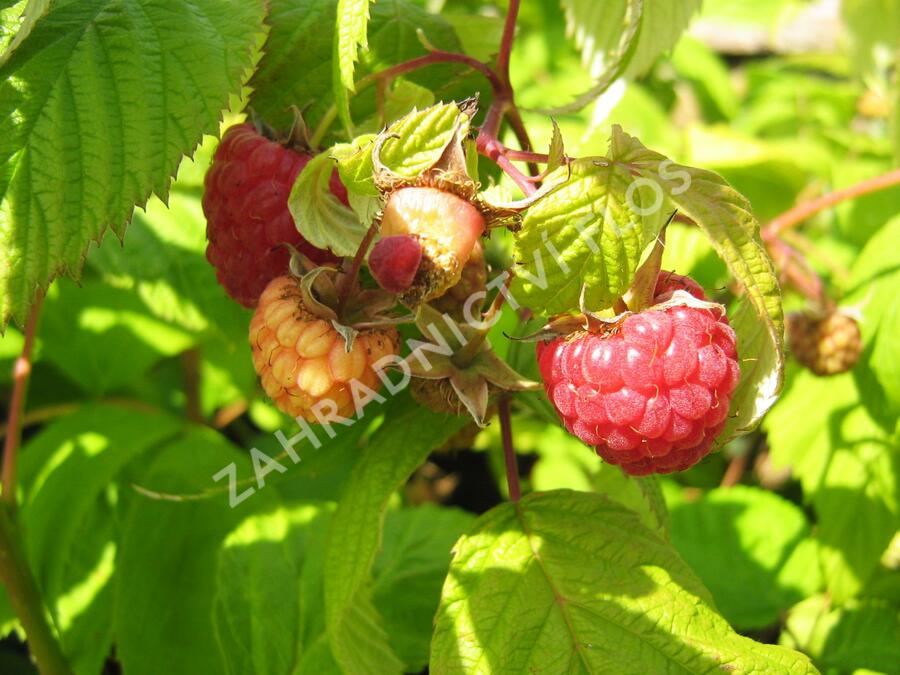 Maliník remontantní 'Heritage' - Rubus idaeus 'Heritage'