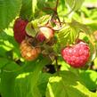 Maliník remontantní 'Heritage' - Rubus idaeus 'Heritage'