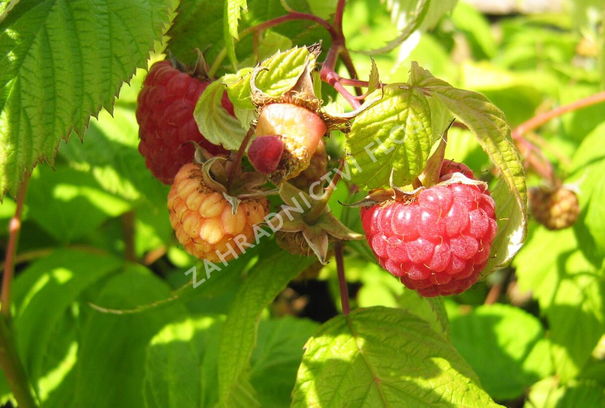 Maliník remontantní 'Heritage' - Rubus idaeus 'Heritage'