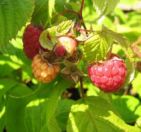 Maliník remontantní 'Heritage' - Rubus idaeus 'Heritage'