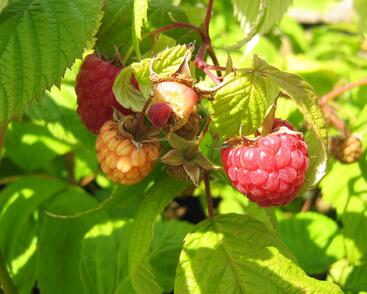 Maliník remontantní 'Heritage'