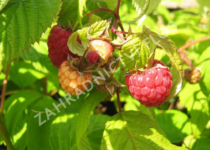 Maliník remontantní 'Heritage' - Rubus idaeus 'Heritage'