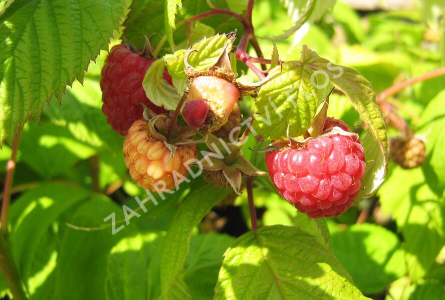 Maliník remontantní 'Heritage' - Rubus idaeus 'Heritage'