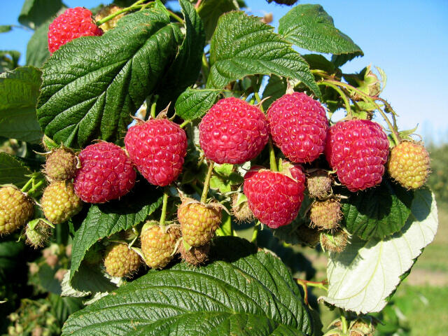 Maliník remontantní 'Heritage' - Rubus idaeus 'Heritage'