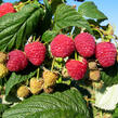 Maliník remontantní 'Heritage' - Rubus idaeus 'Heritage'