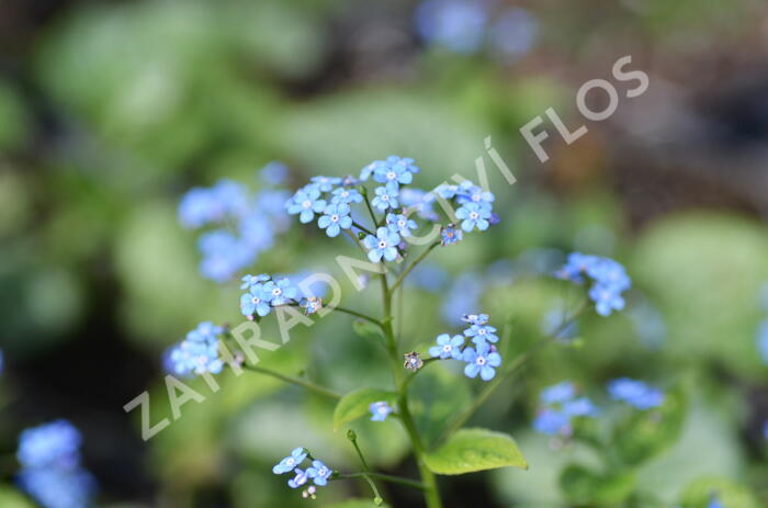 Pomněnkovec velkolistý 'Jack Frost' - Brunnera macrophylla 'Jack Frost'