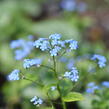 Pomněnkovec velkolistý 'Jack Frost' - Brunnera macrophylla 'Jack Frost'