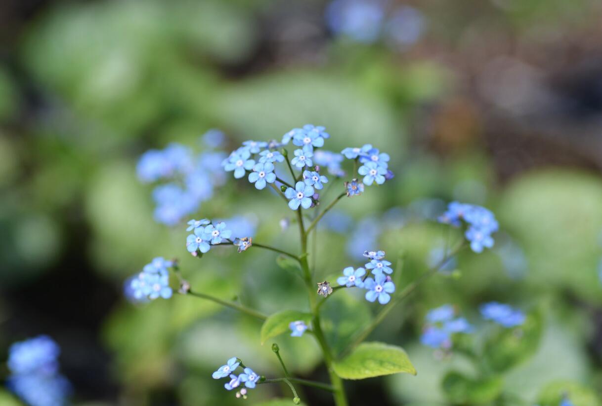 Pomněnkovec velkolistý 'Jack Frost' - Brunnera macrophylla 'Jack Frost'