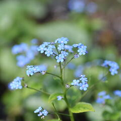 Pomněnkovec velkolistý 'Jack Frost' - Brunnera macrophylla 'Jack Frost'