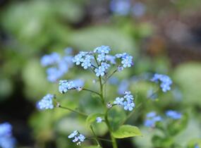 Pomněnkovec velkolistý 'Jack Frost' - Brunnera macrophylla 'Jack Frost'