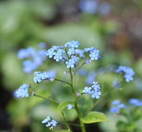 Pomněnkovec velkolistý 'Jack Frost' - Brunnera macrophylla 'Jack Frost'