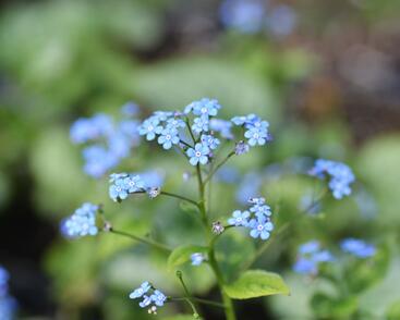 Pomněnkovec velkolistý 'Jack Frost'
