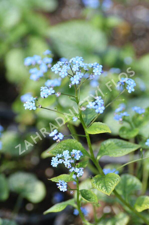Pomněnkovec velkolistý 'Jack Frost' - Brunnera macrophylla 'Jack Frost'