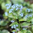 Pomněnkovec velkolistý 'Jack Frost' - Brunnera macrophylla 'Jack Frost'