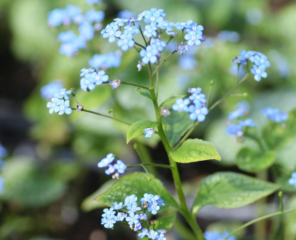 Pomněnkovec velkolistý 'Jack Frost' - Brunnera macrophylla 'Jack Frost'