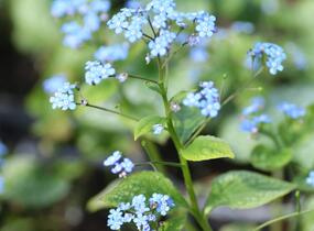 Pomněnkovec velkolistý 'Jack Frost' - Brunnera macrophylla 'Jack Frost'