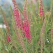 Rozrazil klasnatý 'Rotfuchs' - Veronica spicata 'Rotfuchs'